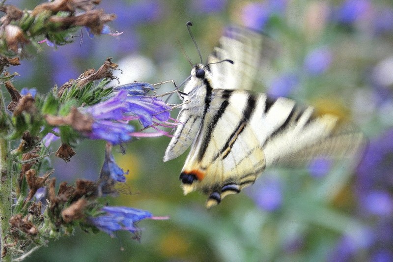 Papilio Machaon, the Queen